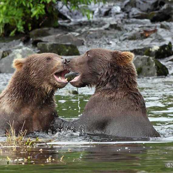 bears playing