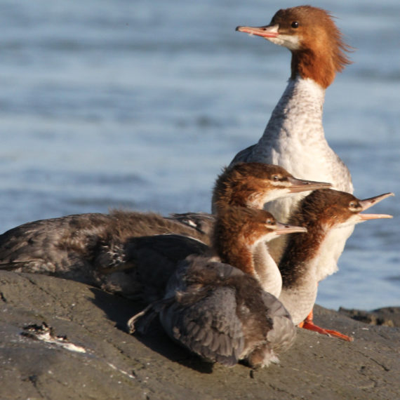 baby ducks