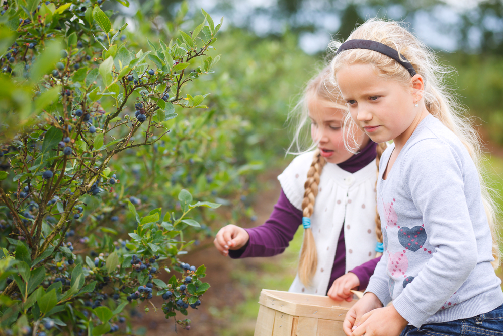 girls pick blueberries