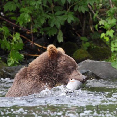 bear in the river